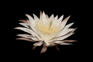 Night Blooming Cereus