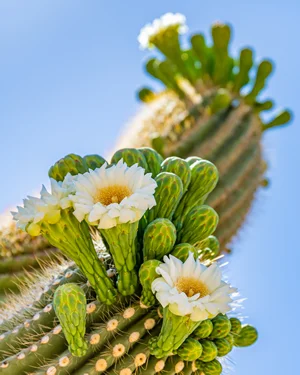 Saguaro Cactus Blooms