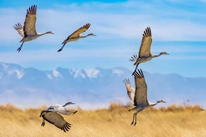 Sandhill Cranes Featured in AZGFD 2023 Calendar
