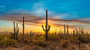 Smoke From Fire Ribbon Saguaro National Park