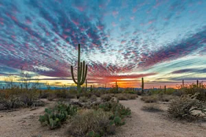 Spotted Sunset Saguaro National Park